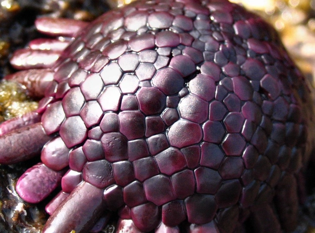 helmet ur chin species