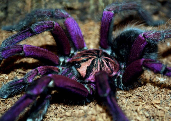 purple tarantula spider