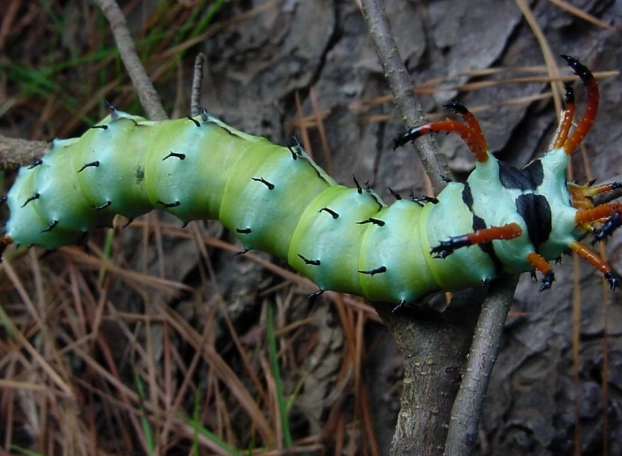 royal walnut moth caterpillar