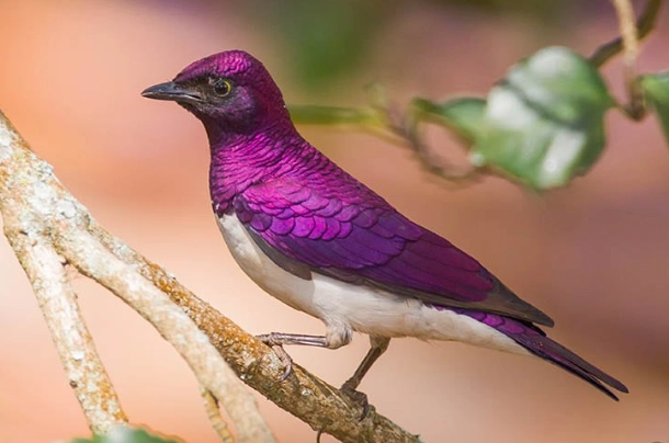 glossy starling glossy starling