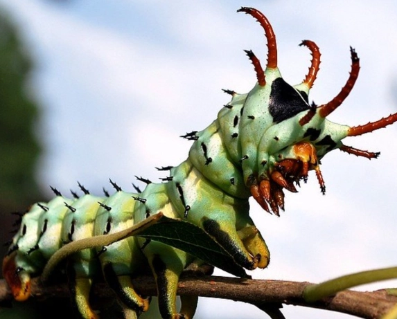 hickory devil caterpillar