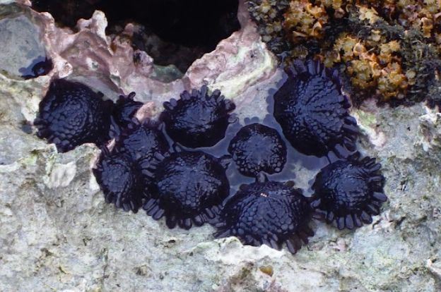 saltwater aquarium urchin