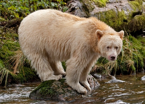 spirit bear