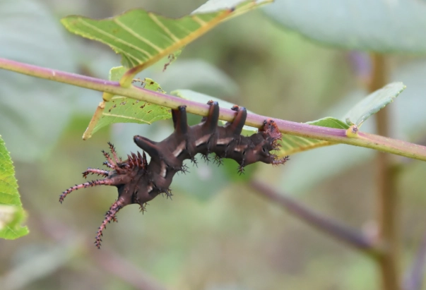royal walnut moth caterpillar identification