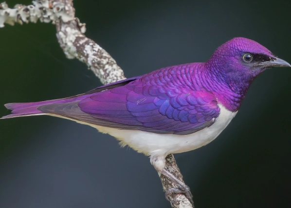 violet starling