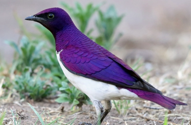 glossy starling glossy starling