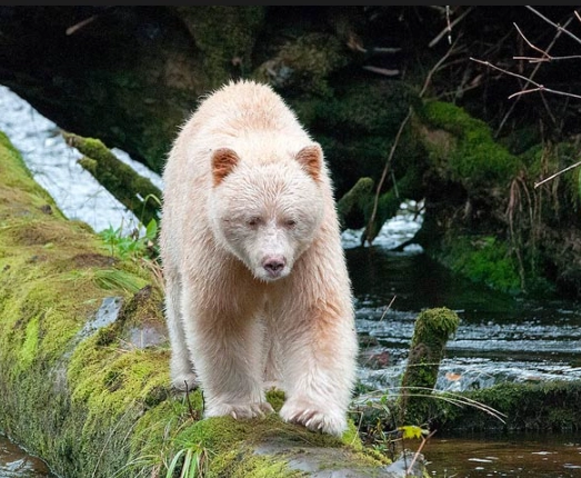 kermode bear