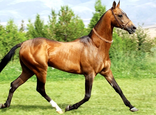 akhal-teke horse care