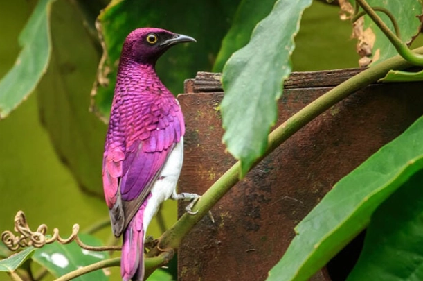 violet-backed starling violet-backed starling