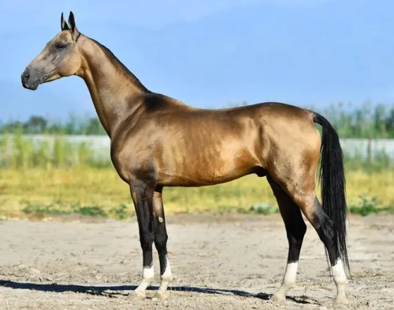 rare horse breeds