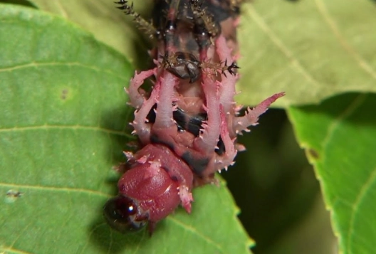 hickory horned devil