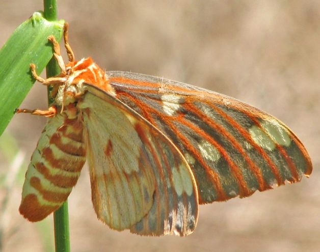 royal walnut moth caterpillar identification