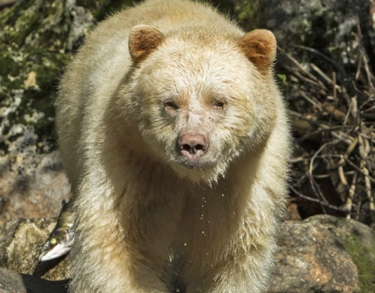 kermode bear