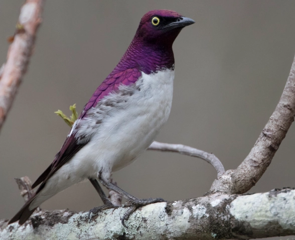 violet-backed starling violet-backed starling