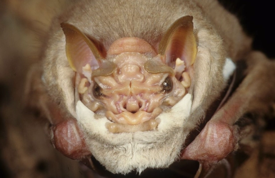 wrinkle faced bats