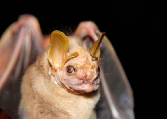 bat facial morphology