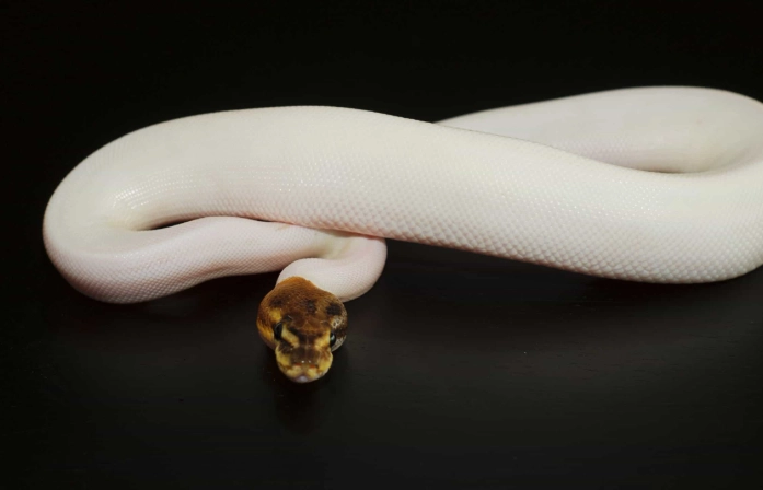 pied ball python pied ball python