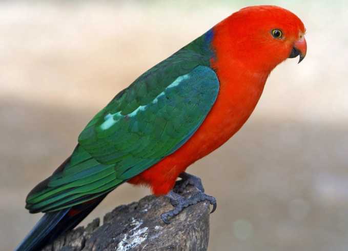 red back parrot price red back parrot price