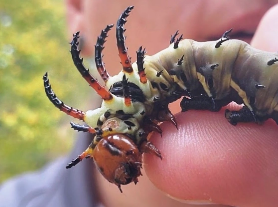 hickory horned devil