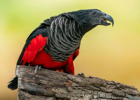 red back parrot