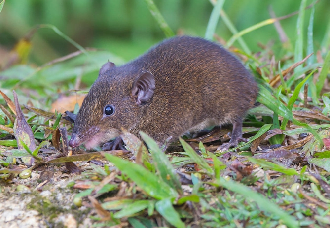 moonrat diet moonrat diet