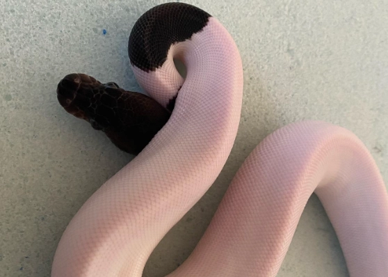 ball python morph care ball python morph care