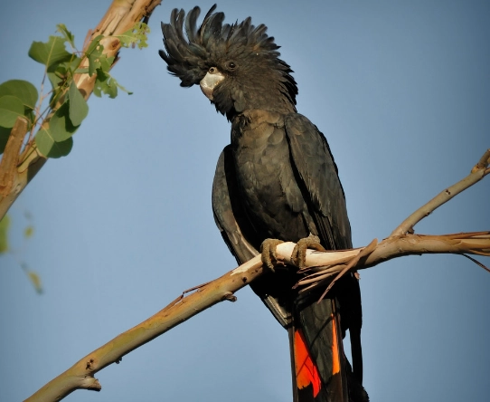 red back parrot price red back parrot price