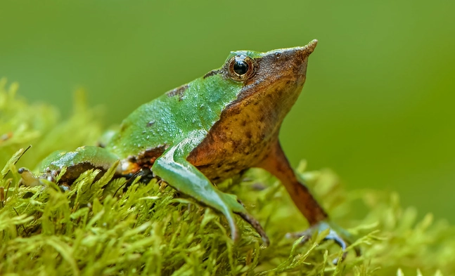 Darwin's frog