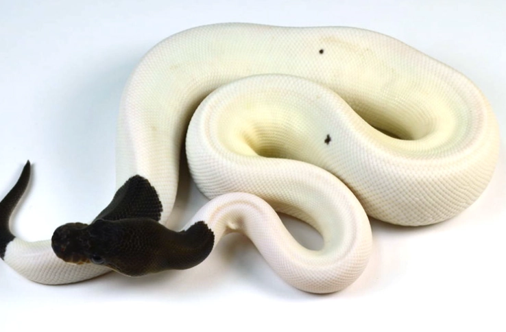 ball python morph care ball python morph care