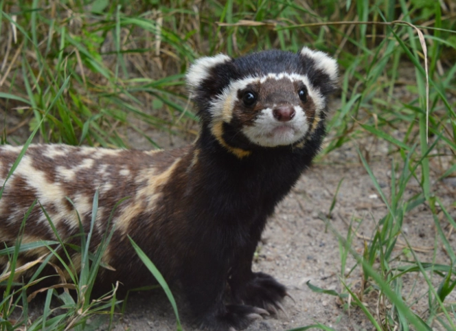 vormela peregusna conservation