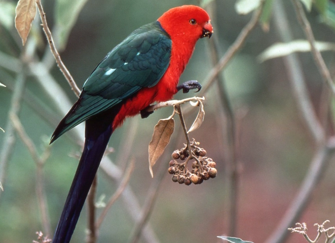 red back parrot care red back parrot care
