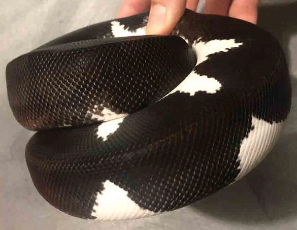 pied ball python pied ball python