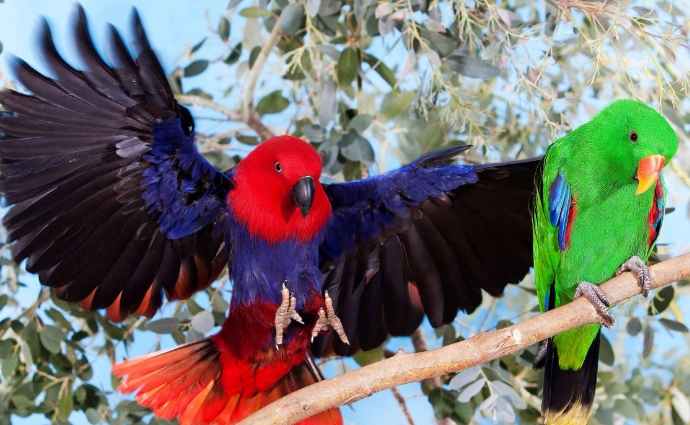 Poicephalus rufiventris Poicephalus rufiventris