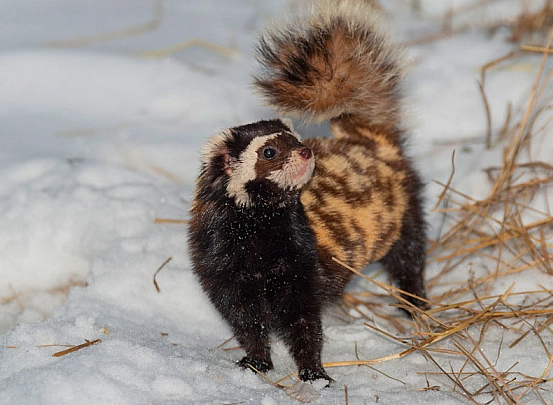 marbled polecat habitat