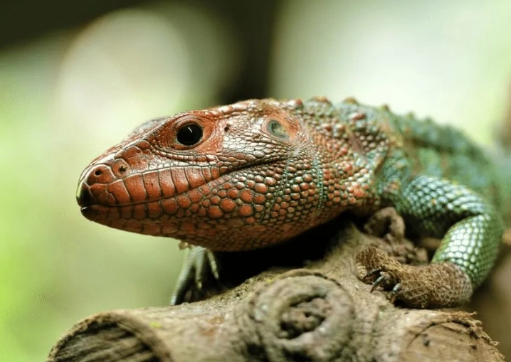 where to see lizards in grand cayman