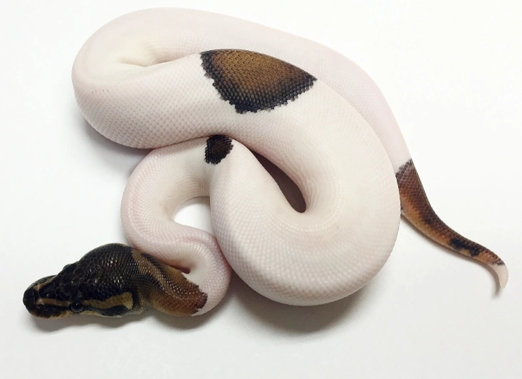 panda pied ball python