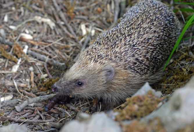 moonrat habitat moonrat habitat