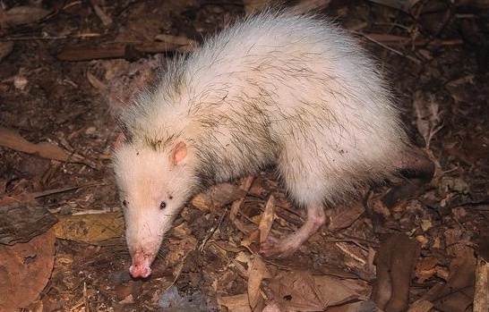 moonrat habitat moonrat habitat