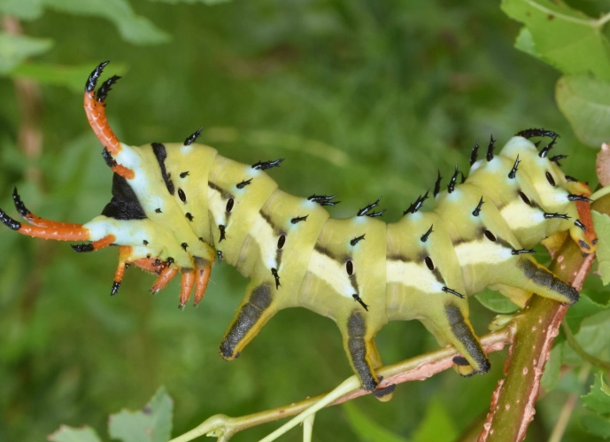 caterpillar identification