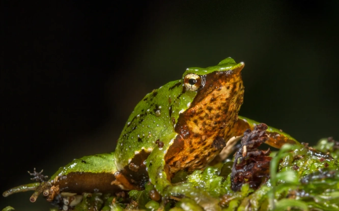 darwin's frog
