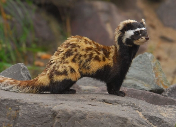 marbled polecat