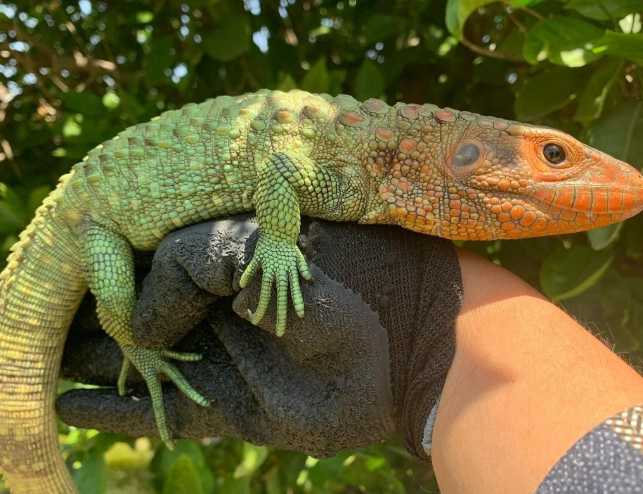 cayman islands lizard