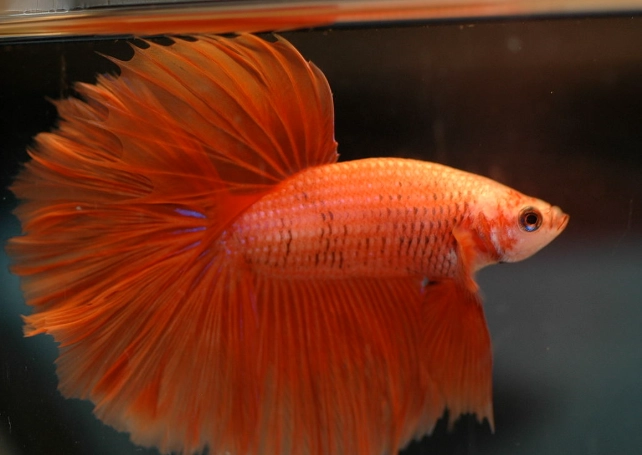 orange betta fish