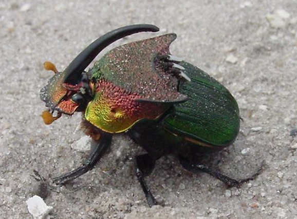 rainbow beetle larvae