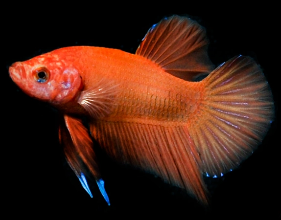 orange betta tank setup orange betta tank setup