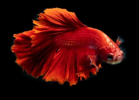 orange betta tank setup orange betta tank setup