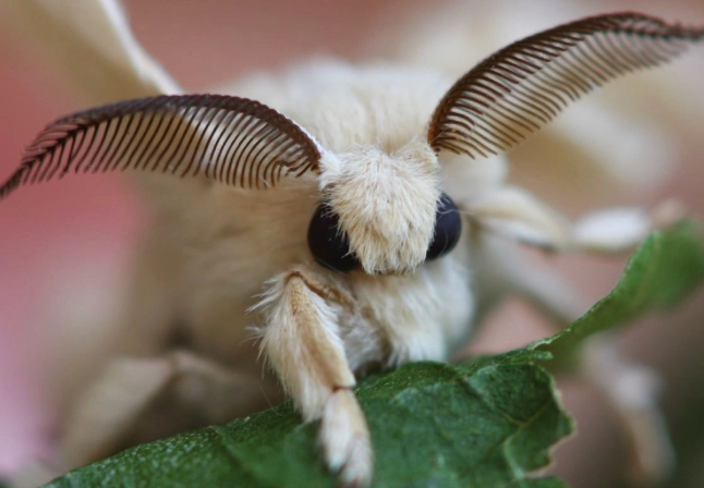 cute fuzzy moths