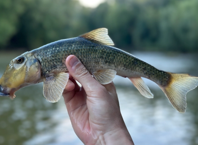 how to catch northern hog sucker