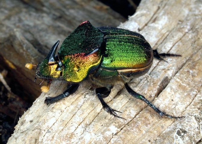 rainbow beetle