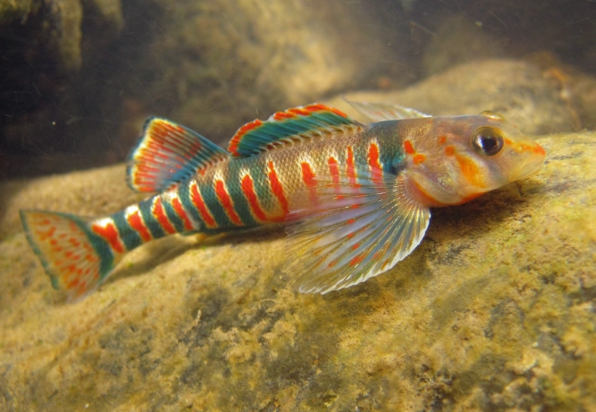 endangered freshwater fish